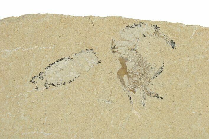 Fossil Mantis Shrimp (Pseudosculda) and Shrimp - Hakel, Lebanon #256049